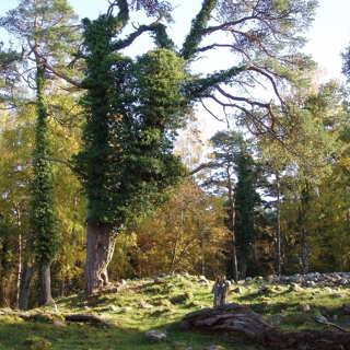 Trollskogen på norra Öland