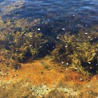 Inför valet del 1: Havet