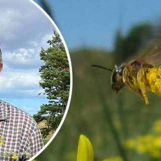 Naturreportaget: Storbandbi-honorna bor tillsammans i små kollektiv