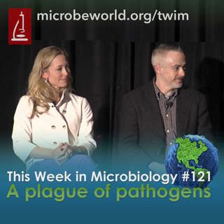 TWiM #121: A plague of pathogens