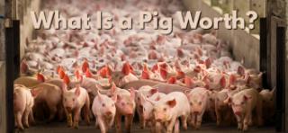 Buyer Insight: What Is a Pig Worth?