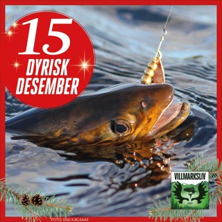 Dyrisk Desember 15: Ørret - en fransk innvandrer