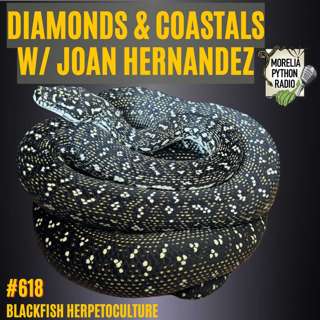 Diamonds & Coastal Carpets w/ Joan Fernandez of Blackfish Herpetoculture