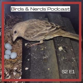 Birds & Nerds | Apple's AI Future + A Viral Bird Soap Opera | David Pogue, Author and Journalist