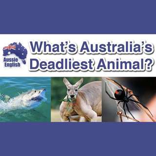 AE 310 - Aussie Culture: Whats Australias Deadliest Animal?