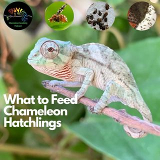 What to Feed Chameleon Hatchlings