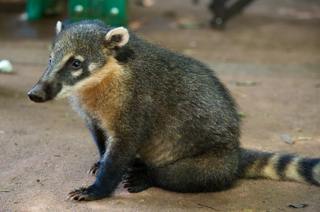 All Creatures Kids: Exploring the Coati w/Luna