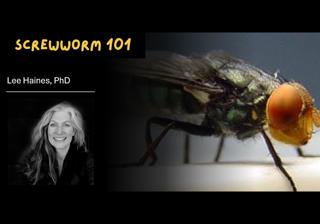Screwworm 101 with Lee Haines, PhD