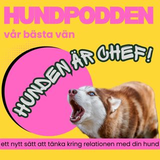 Säsongspremiär: Hunden är chef – ett nytt sätt att tänka kring relationen med din hund