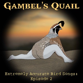 Gambel's Quail