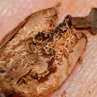 DC Botany, Ghost Plant Seeds, Invasion Bio, etc