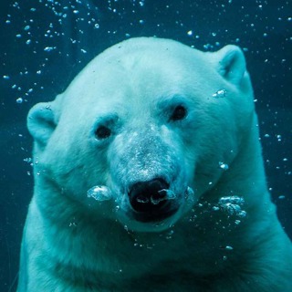 Everything You Need To Know About Polar Bears