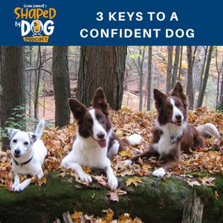 3 Keys to a Confident Dog #38