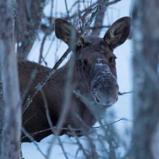 Älgarna och snön - och en vresig Bohuskust