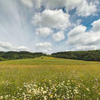 Forest to Table Foraging on International Women's Day
