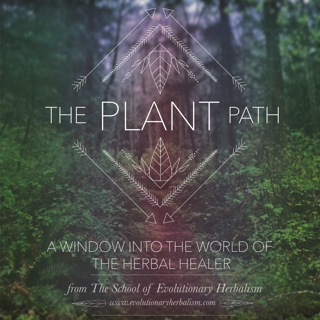 Plant Medicine Through the Wheel of the Year: Imbolc - featuring Darcey Blue