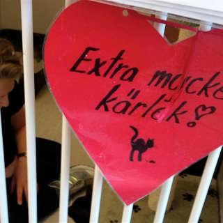 Katternas advokat