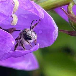 Insekter och andra trivs i Tinnerö eklandskap