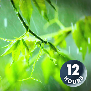 Rain Sounds for Sleep, Relaxation or Focus 12 Hours
