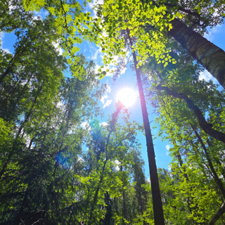 Peaceful Summer Forest 1h+ – Soothing Sounds of Nature