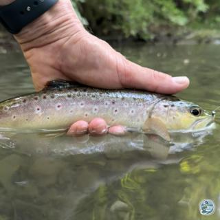 S8, Ep 55: Summer Secrets: George Costa's Central PA Fishing Report