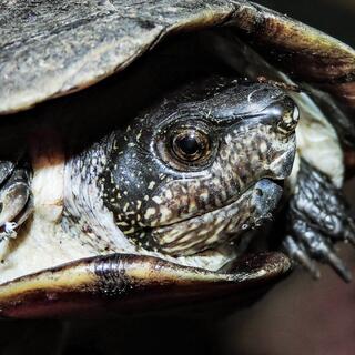 The exotic pet trade fuels biodiversity and disease risks. Here's how to curb it