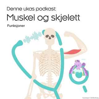 Muskel og skjelett sine funksjoner