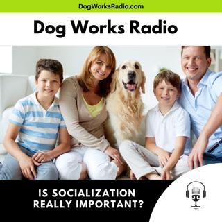 Is Socialization Really That Important? What Most Dog Owners Get Wrong