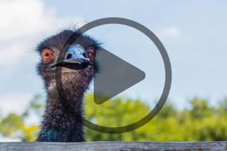 Ep. 189 Raising Emus for Profit