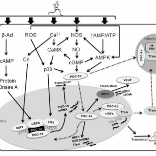 Watts Doc #48: How PGC-1ɑ Does and Doesn't Live Up To The Hype