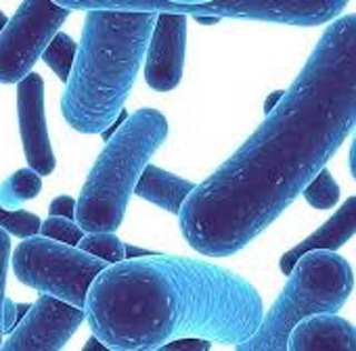 Podcast # 450: Probiotics in Gastroenteritis