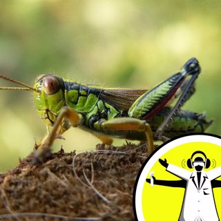 Food Security: Insects for Dinner?