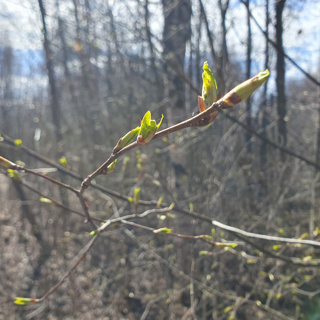 First Warmth of Spring