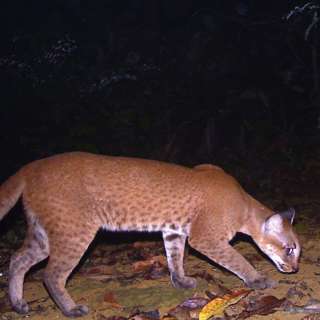 Episode 17: African Golden Cat researcher Laila Bahaa-el-din