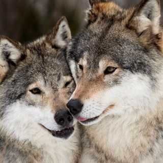 Vilseledande vargstatistik i P4, musikkrig mellan radiobolagen, jävig och sårig akademirapportering