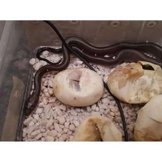 Macklot's Pythons and more with Lance Portal from Gex Wear