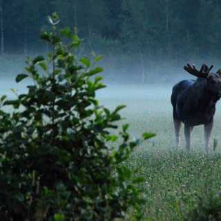 Att få stora djurmöten och små naturfynd att berätta