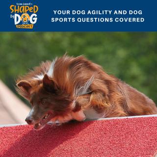 Your Dog Agility And Dog Sports Questions Covered #105