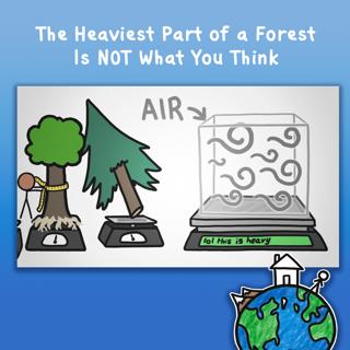 The Heaviest Part of a Forest Is NOT What You Think