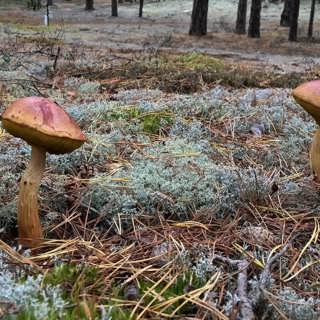 Amerikansk svamp sprider sig snabbt i de svenska skogarna