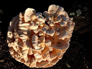 A Mushroom Hunting Guide for Beginners