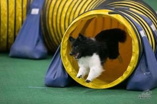 103: Green Dog Gotchas