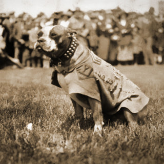 Honoring Sgt. Stubby