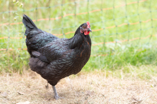 Ep.156 Identifying Poultry and Small Ruminant Diseases