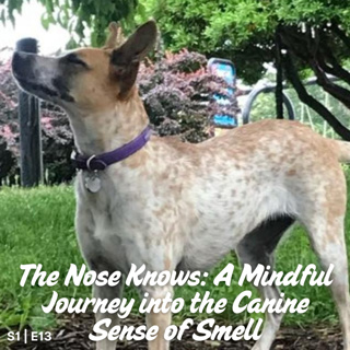 S1 I E13 The Nose Knows: A Mindful Journey into Canine Smell