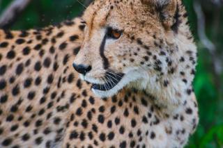 Cheetahs: More Than Just Speed (Classic)