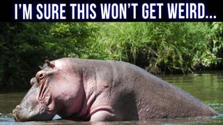 The Weird, Wacky, and Hilarious World of Animal Mating