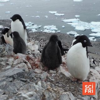 Chickens Have Friendships And Reputations | Tourist Photos May Help Map Penguin Colonies