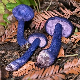 A Conversation About Mycology, Psilocybe Diversity , & Citizen Science with Alan Rockefeller