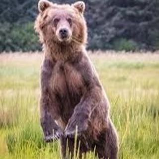 Podcast 626: Lions, Tigers and Bears - 360 Adventures